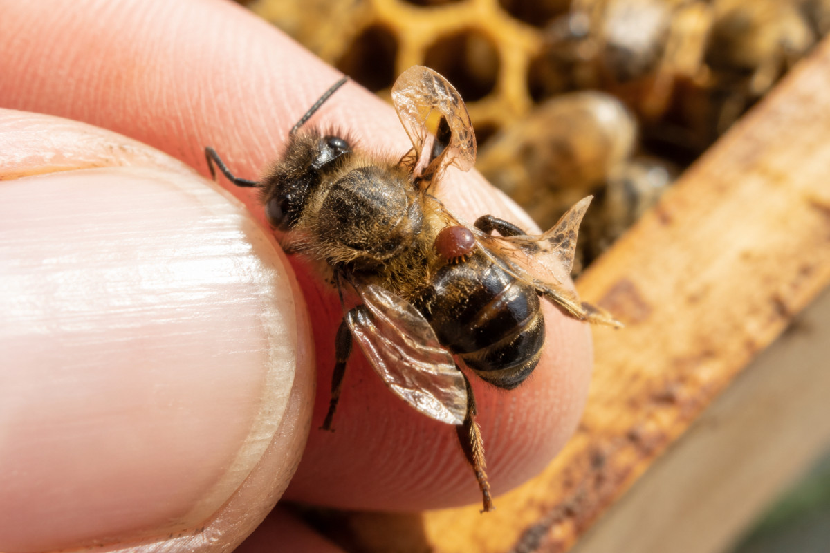Acarian Varroa destructor adult fotografiat la microscop, dimensiune 1mm, vedere dorsală cu detalii anatomice