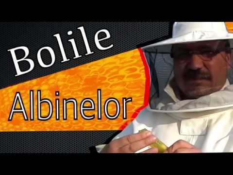 Miniatură video YouTube: Boli la albine - tutorial Apicultura Stupina lui Ovidiu