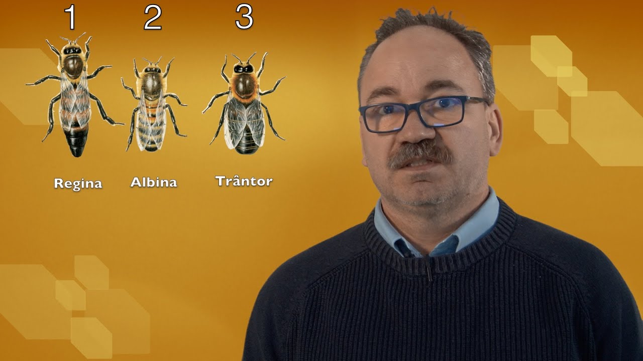 Miniatură video YouTube: Tratamente Varroa - playlist complet